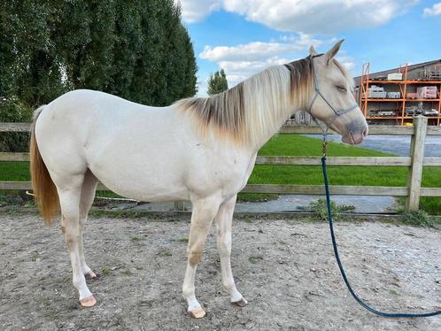 Champagne paint merrie, Dieren en Toebehoren, Paarden, Merrie, Onbeleerd, Minder dan 160 cm, 0 tot 2 jaar, Westernpaard, Met stamboom