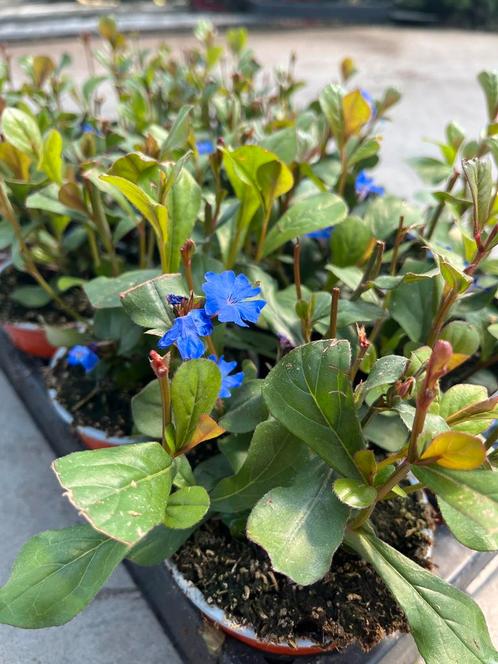 Ceratostigma plumbaginoides, Tuin en Terras, Planten | Tuinplanten, Vaste plant, Bodembedekkers, Halfschaduw, Herfst, Ophalen