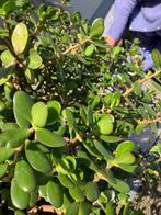 Crassula ovata - jade plant, Huis en Inrichting, Kamerplanten, Ophalen, Vetplant, 100 tot 150 cm, Halfschaduw