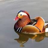 Mandarijn eend, Canard