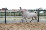 Prachtige Jonge arabische volbloed / arabier merrie's, Dieren en Toebehoren, Paarden, Merrie, Minder dan 160 cm, Gechipt, Niet van toepassing