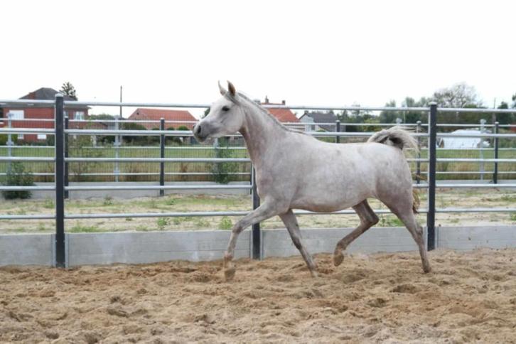 Prachtige Jonge arabische volbloed / arabier merrie's, Animaux & Accessoires, Chevaux, Jument, Ne s'applique pas, Moins de 160 cm