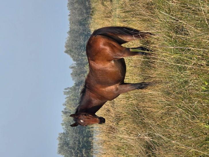Corydon T&L nakomeling Zangersheide, Dieren en Toebehoren, Paarden, L