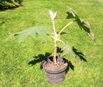 Tetrapanax, Tuin en Terras, Ophalen