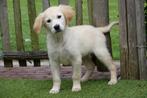 Prachtige Golden retriever pups (ouders aanwezig), Dieren en Toebehoren, Honden | Retrievers, Spaniëls en Waterhonden, Golden retriever