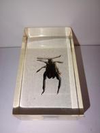 insect in epoxy hars 04, Verzamelen, Dierenverzamelingen, Ophalen of Verzenden, Zo goed als nieuw, Insect, Opgezet dier