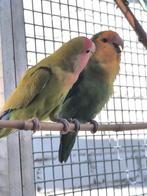 Roseicollis dwergpapegaaien lovebirds, Dieren en Toebehoren, Vogels | Parkieten en Papegaaien