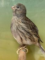 Fife Fancy kanarie - goede vorm, Dieren en Toebehoren