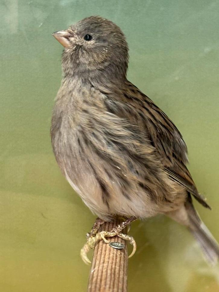 Fife Fancy kanarie - goede vorm, Dieren en Toebehoren, Vogels | Kanaries