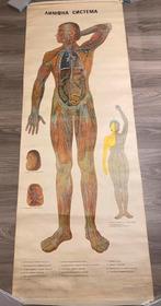 Oude schoolplaat Lymfe systeem, Enlèvement ou Envoi