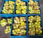 756 tennisballen ! Van diverse merken, Ophalen, Gebruikt, Ballen