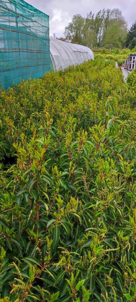 PRUNUS LUSITANICA LAURIER DU PORTUGAL POT KLUIT MOT, Tuin en Terras, Planten | Tuinplanten, Ophalen