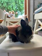 Jonge leeuwenkopjes, Dieren en Toebehoren, Konijnen, Meerdere dieren, Klein, 0 tot 2 jaar