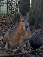 Mara's beschikbaar (onverwant koppel), Animaux & Accessoires, Rongeurs, Domestique, Mai, Autres types, Plusieurs animaux