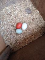 Broedeieren, Dieren en Toebehoren, Pluimvee