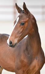 Veulen te koop, Étalon, Cheval de saut, Avec pedigree, 0 à 2 ans