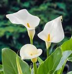 Aronskelken, Tuin en Terras, Ophalen, Lente, Vaste plant, Overige soorten