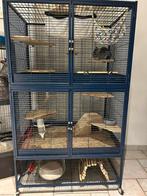Chinchilla (M) zoekt nieuwe thuis, Dieren en Toebehoren, Knaagdieren, Augustus, Mannelijk, Chinchilla