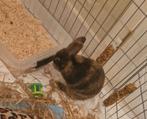 2 dwergkonijntjes, Dieren en Toebehoren, Konijnen, Vrouwelijk, Dwerg, 0 tot 2 jaar
