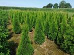 Groenblijvende hagen en coniferen  te Riemst, Tuin en Terras, Planten | Bomen, 100 tot 250 cm, Zomer, Ophalen, Volle zon