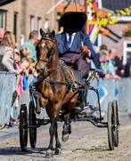 Bomproof super knappe ruin! Betuigd, Dieren en Toebehoren, Pony's, B, Gechipt, Ruin, 3 tot 6 jaar