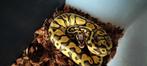 ball python 1.0 super pastel fire het DG poss leopard, Dieren en Toebehoren, Slang, Tam, 0 tot 2 jaar