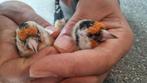 Putters, Dieren en Toebehoren