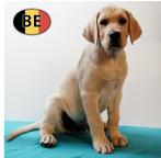 Labrador (blond) - Belgisch pups te koop, Dieren en Toebehoren, België, CDV (hondenziekte), 8 tot 15 weken, Labrador retriever