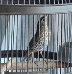 Pop Zanglijster 2025, Dieren en Toebehoren, Vogels | Overige Vogels
