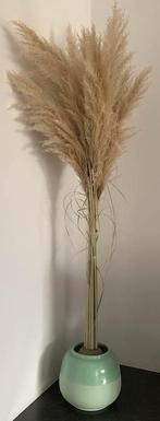Set Pampasgraspluimen - gedroogd, Ophalen, Nieuw