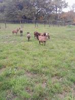 Prachtige kameroen schapen ooien, Dieren en Toebehoren, Schapen, Geiten en Varkens, Meerdere dieren, Schaap, 0 tot 2 jaar