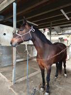 Brave voorwaartse merrie voor ruiter met ambitie, Dieren en Toebehoren, Paarden, Merrie, 160 tot 165 cm, Gechipt, 11 jaar of ouder
