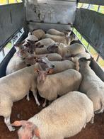 Luxe kweekmateriaal rouge de l'ouest rammen en ooien, Dieren en Toebehoren, Schapen, Geiten en Varkens, Meerdere dieren, Schaap