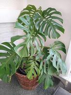 Monstera Albo Variegata, Enlèvement
