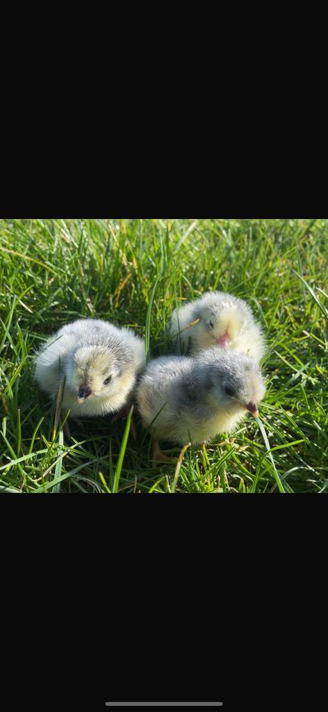 Laatste Araucana lavendel kuikens, Dieren en Toebehoren, Pluimvee