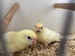 Kakariki Cream ino koppel, Dieren en Toebehoren, Meerdere dieren, Parkiet
