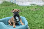 Franse bulldog pups nieuw nestje, Dieren en Toebehoren, 15 weken tot 1 jaar, Buitenland, CDV (hondenziekte), Bulldog