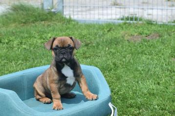 Franse bulldog pups nieuw nestje beschikbaar voor biedingen