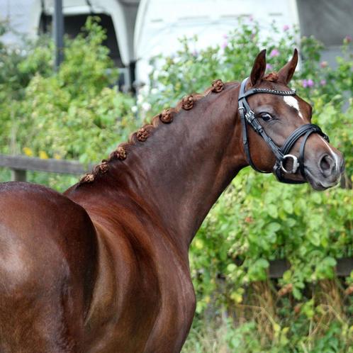 Prachtige 3 jarige welsh B merrie, Dieren en Toebehoren, Pony's, Merrie, B