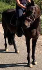 Leuk paard, Dieren en Toebehoren, Ruin