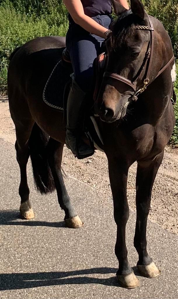Leuk paard, Dieren en Toebehoren, Paarden, Ruin