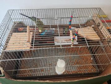 Vogels met kooi, Dieren en Toebehoren, Ophalen, Zo goed als nieuw