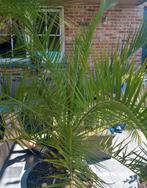 palmboom in pot, Tuin en Terras, Ophalen