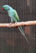 1/0 Opaline pastel pastel split wkws, Dieren en Toebehoren, Mannelijk, Parkiet