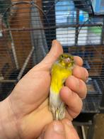 Kruising cini x kanarie man, Mâle, Oiseau chanteur sauvage, Bagué