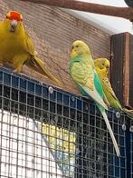 Grasparkieten bont, Dieren en Toebehoren, Mannelijk, Parkiet
