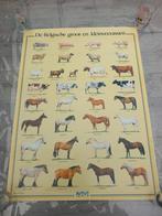 Poster Aveve , 1987 Groot en kleinvee Belgisch, Ophalen of Verzenden