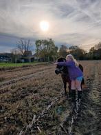 Paardrijlessen aangeboden :), Dieren en Toebehoren, Ophalen