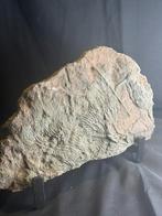 nénuphars Fossil - 30 x 20 cm -Joli détail - 2 kg, Enlèvement ou Envoi, Fossile