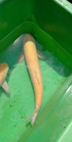 Albino graskarper 60-70cm, Karper of Koi